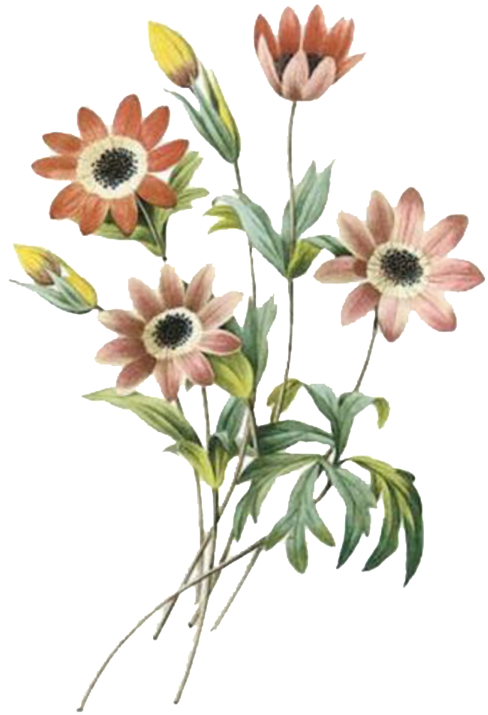 Elegant Dark Flower Hand Painted Chrysanthemum - Redoute The Book Of Flowers (1024x1190), Png Download