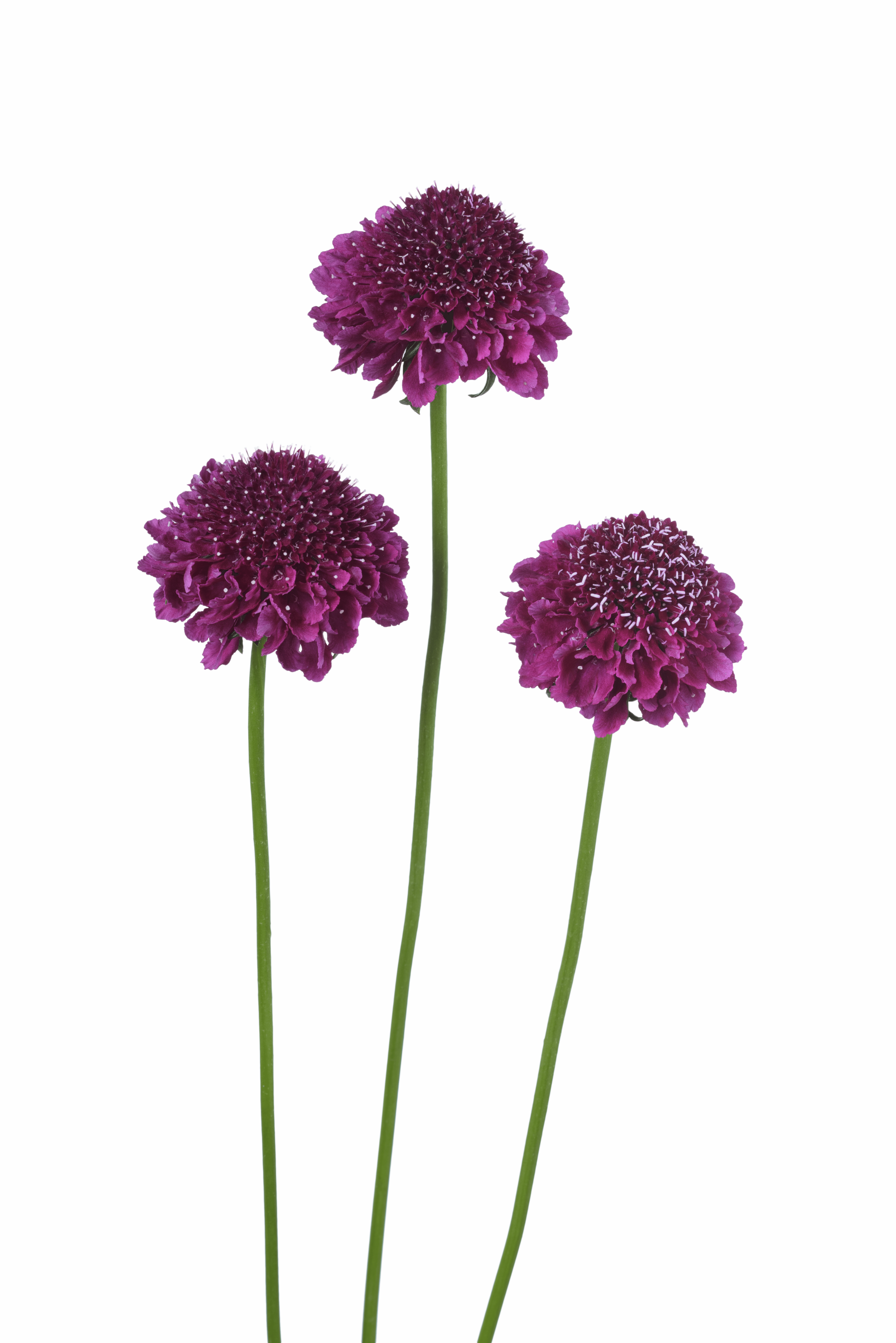 Download Image - Gilliflower (4016x6016), Png Download