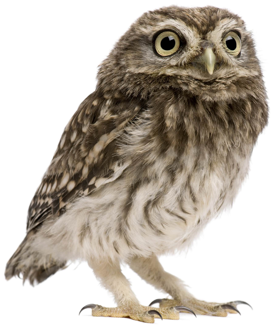 Owl Png Image Transparent Background - Owl With No Background (1100x1187), Png Download