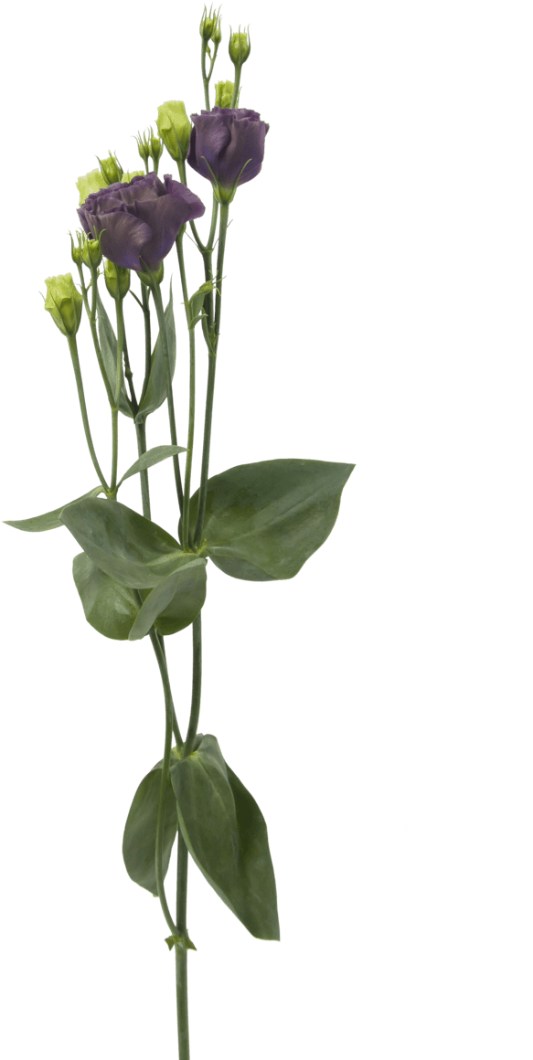 Lisianthus Rosanne Black Pearl - Cut Flowers (1024x1501), Png Download