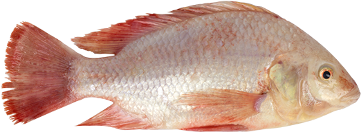 Ontario Farmed Tilapia - Ocean Hooks (575x256), Png Download