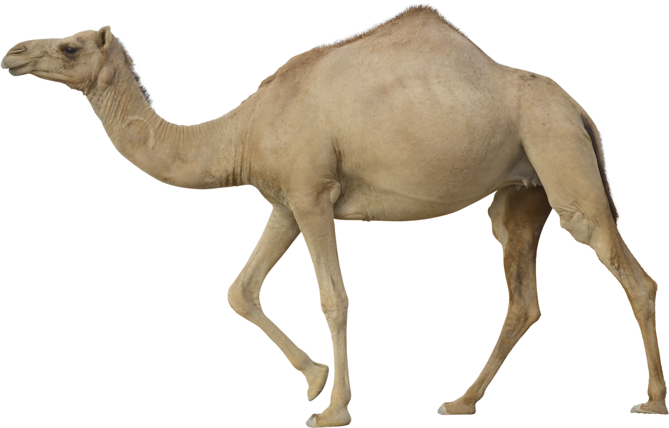 Camel Png - Transparent Camel (2400x1700), Png Download