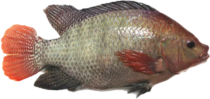 Til-aqua Silver - Til Aqua (738x352), Png Download