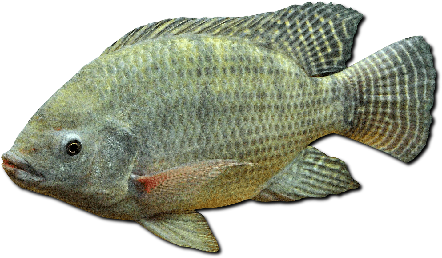 Dica Para Pescar Tilápia Em Represas - Tilapia Do Nilo Png (1600x1163), Png Download