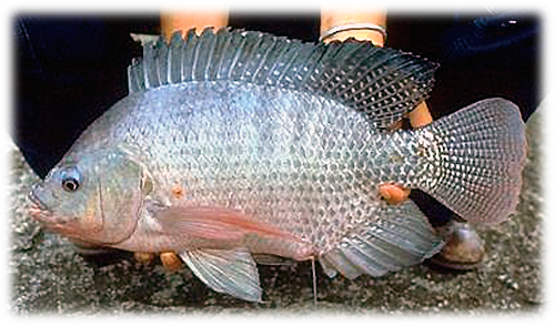 Tilapia Champion, ] - Tilapia Del Nilo Oreochromis Niloticus (500x294), Png Download