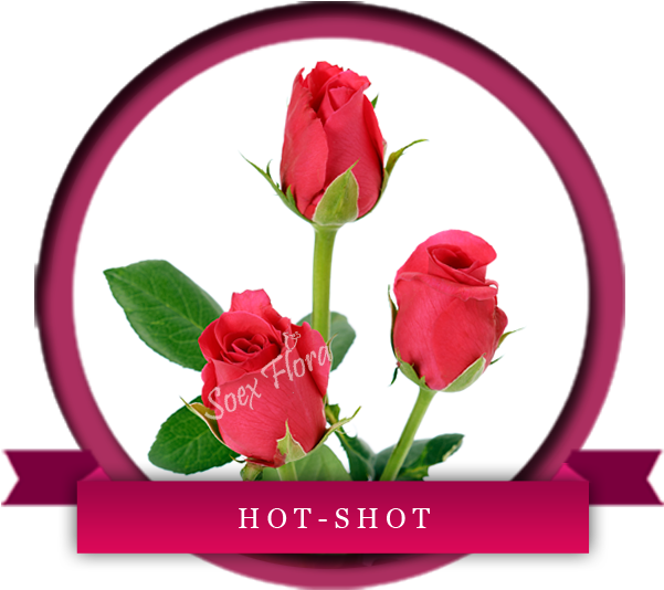 Fuschia Pink Rose Hot Shot Has Dark Pink Petals With - Europe (600x600), Png Download