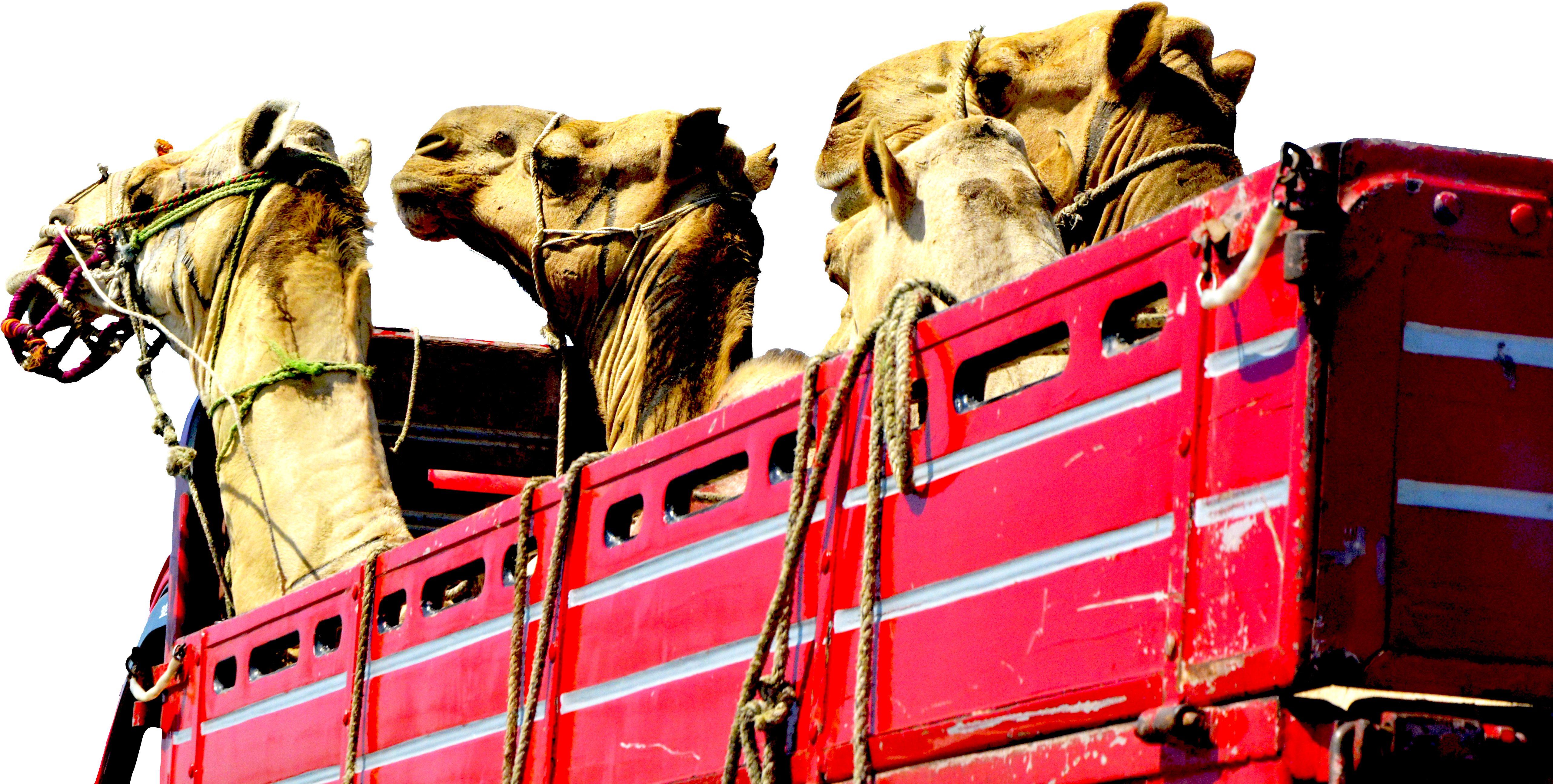 Camels Truck Heads Red Transport 1601420 - Camel Editing Effects Png (5552x2976), Png Download