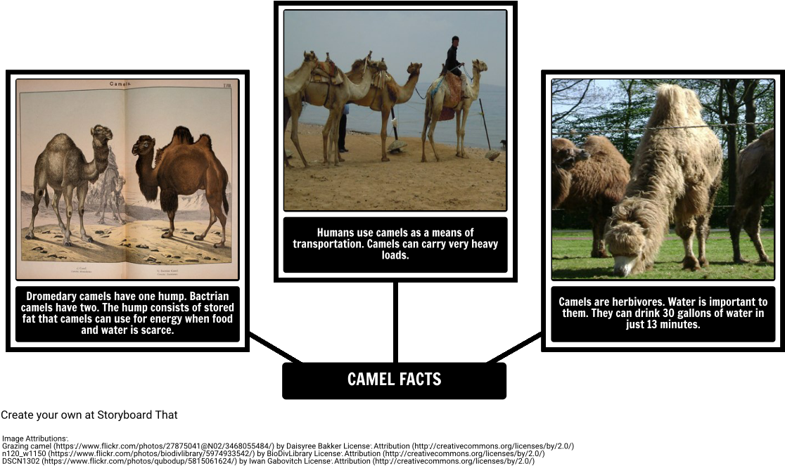 How The Camel Got His Hump - Fun Facts About Dromedary Camel (1142x692), Png Download