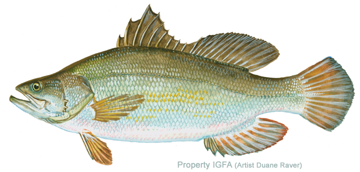 Nile Perch (720x344), Png Download