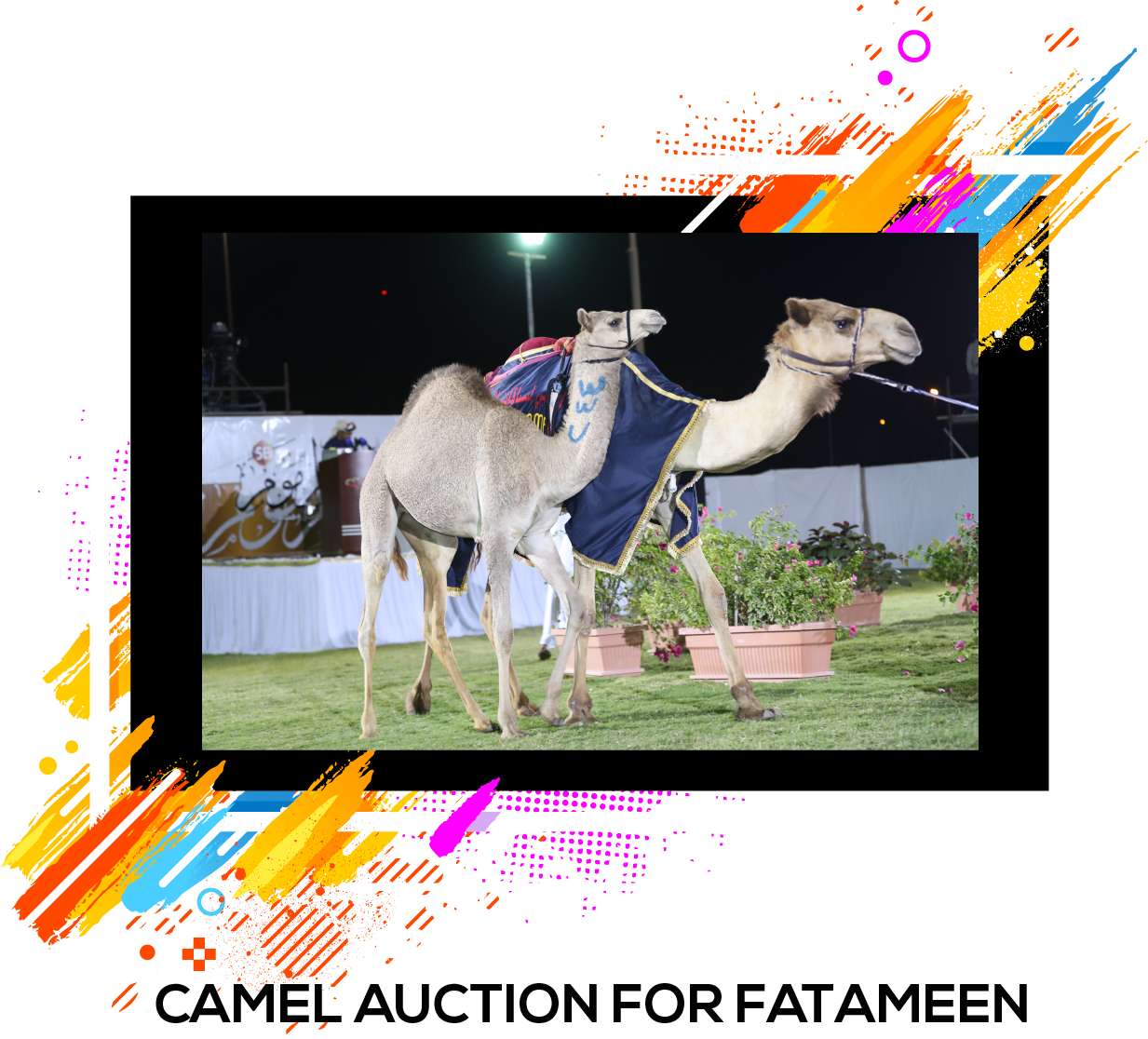 Camel Racingcamelssports - Arabian Camel (1233x1116), Png Download