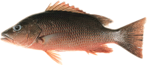 Featured News Image - Gray Snapper (502x387), Png Download