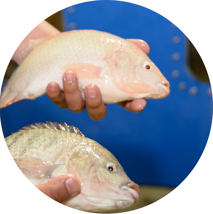 Result - Tilapia - Tilapia (749x751), Png Download