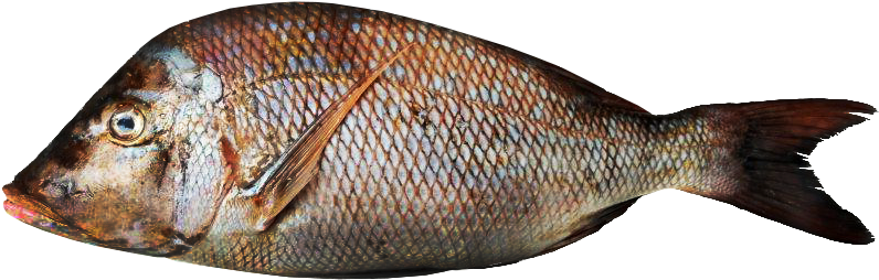 Shei'rii - United Arab Emirates (1056x616), Png Download