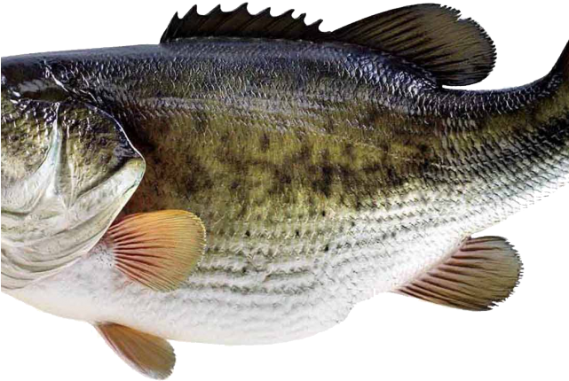 Grouper Clipart Tilapia - Loksak Opsak 12x20 Set À 2 Pcs (schutzhülle) (640x480), Png Download