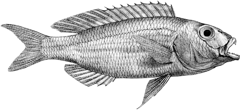 Nemipterus Hexodon (925x480), Png Download