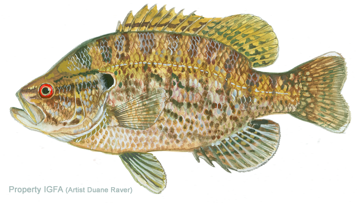 Warmouth (720x411), Png Download