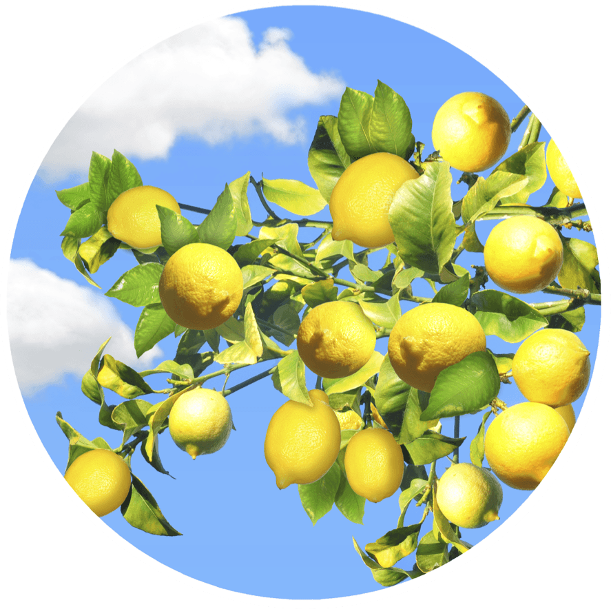 Lemon Tree Screen Door Magnets - Screen Door (887x884), Png Download