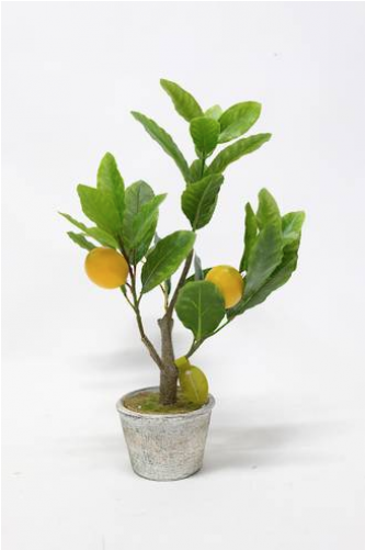 Small Lemon Tree (500x500), Png Download