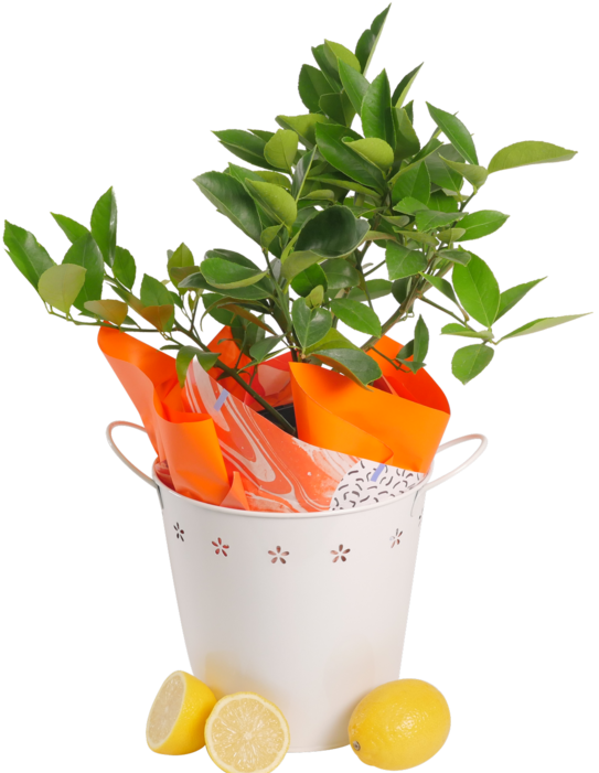 Lemon Tree - Lemon (563x700), Png Download