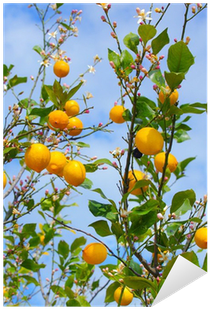 Lemon (400x400), Png Download