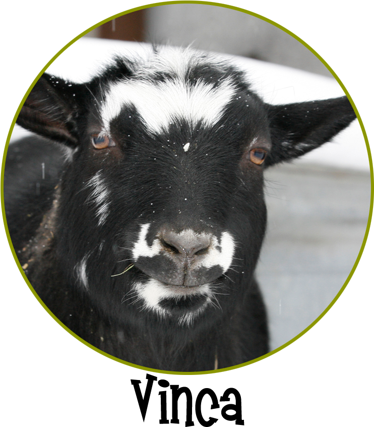 Vinca Circle (861x861), Png Download