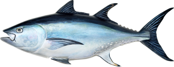 Top Tuna Fish Spots Include Saltwater Environments - Tuna Fish Stock (600x234), Png Download