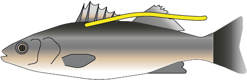 Providing Open And Transparent Evidence - Tiger Shark (501x501), Png Download