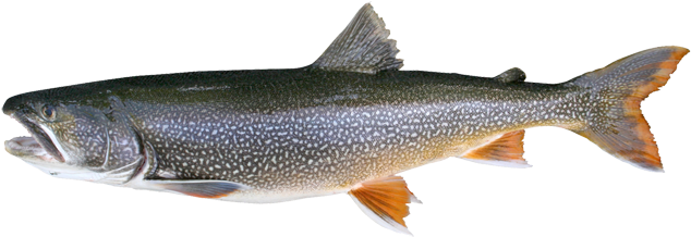 For Milwaukee And Racine Lake Michigan Charter Fishing - Lake Trout (640x223), Png Download