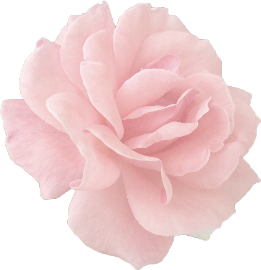 Tumblr Roses Png - Rose Gold Tumblr Roses (1280x960), Png Download