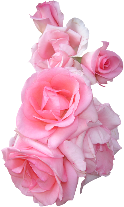 Tumblr Lsd509wkkf1qjo4f3o1 500 Png Rose Png Tumblr - Pink Flowers Border Png (400x665), Png Download