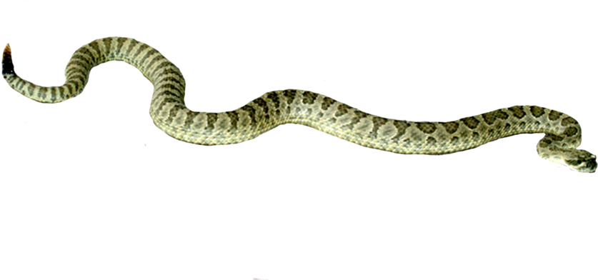 Free Icons Png - افعى Png (900x720), Png Download