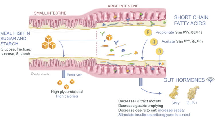Pathway Of A Meal High In Sugar And Starch - Diagram (785x449), Png Download