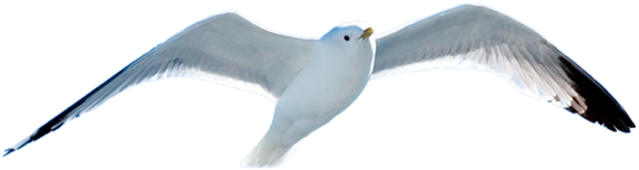 Чайка, Чайка В Полете, Gull, Gull In Flight, Möwe, - Чайка В Полете Пнг (600x240), Png Download