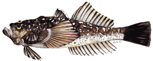 West Africa (500x250), Png Download