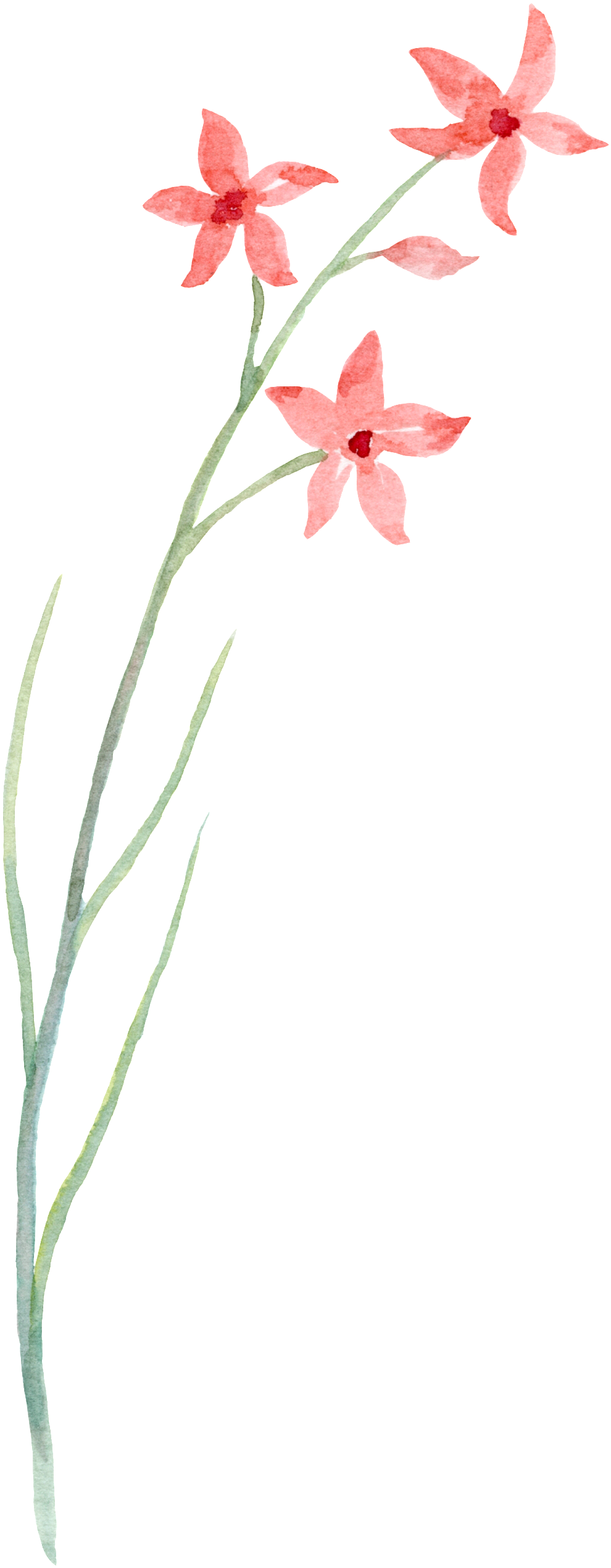 Simple Line Floral Transparent Decorative - Flower (1024x2560), Png Download
