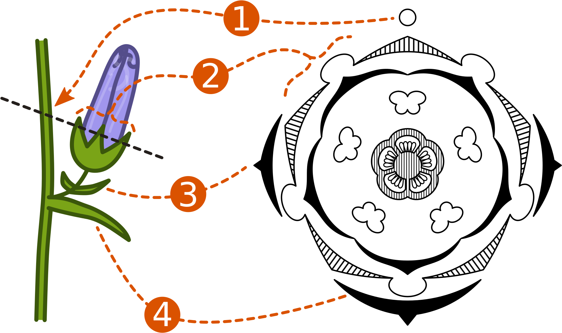 Open - Floral Diagram For Thevetia Peruviana (2000x1202), Png Download