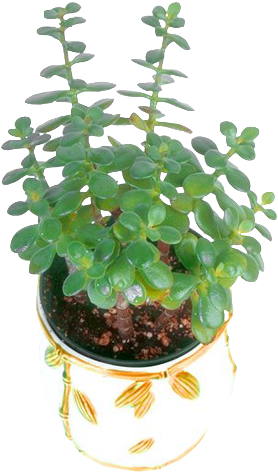 Flower Pot Green Plant - Plants (1024x1024), Png Download