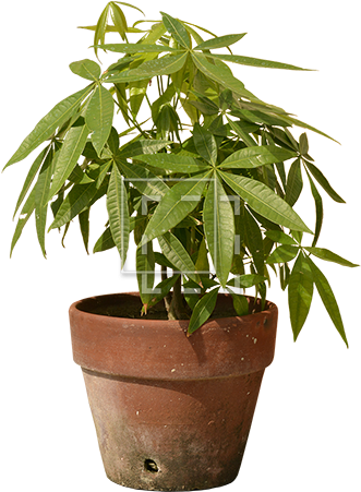 Parent Category - Plants (450x450), Png Download