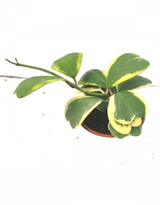Hoya Kerrii Varigata Sweet Heart Hoya Plant With Fertilizer - Hoya Kerrii (540x693), Png Download