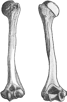 Anatomía - Imagenes De Un Organo Hueso (340x397), Png Download