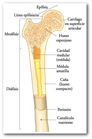 En La Superficie Del Tejido Óseo Compacto, Existen - Partes De Un Hueso De Pollo (321x483), Png Download
