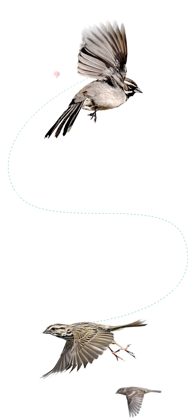 Flying Bird Png - Craft (621x1515), Png Download