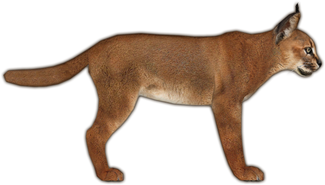 Caracal Jimmyzhoopz - Zt2 Caracal (669x669), Png Download