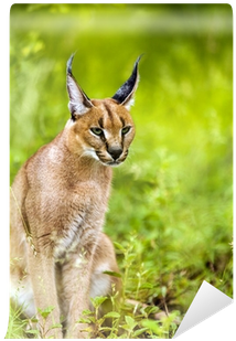 Caracal (400x400), Png Download