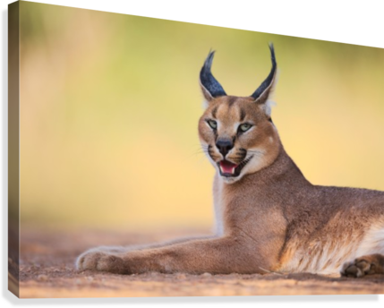 Caracal By Hillebrand Breuker Canvas Print - Caracals Art (429x344), Png Download
