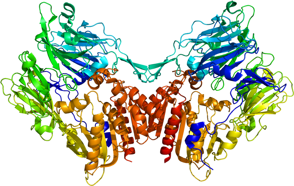 Fibroblast Activation Protein, Alpha Also - Fibroblast Activation Protein Fap Structure (992x645), Png Download