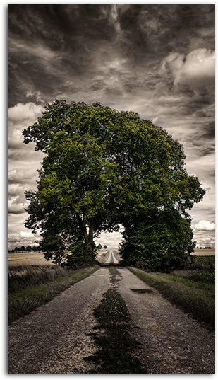 One Way Mobile Wallpaper Big - Green Grove Of Trees Arching Over A Pathway On A Stormy (485x550), Png Download
