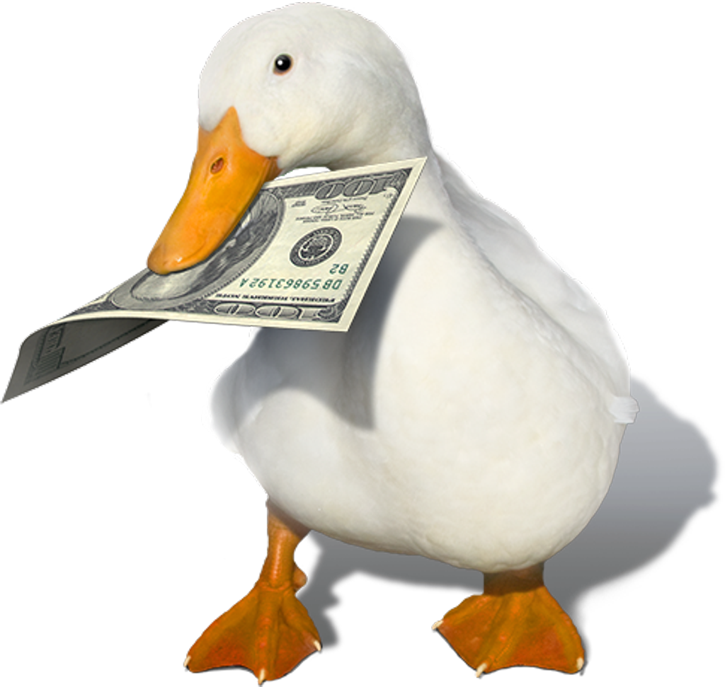 Duck - You Ve Heard Of Elf On The Shelf Now Get Ready For (504x476), Png Download