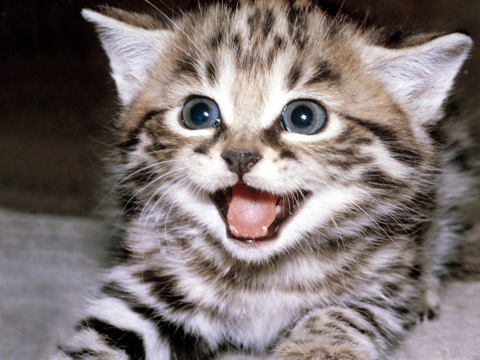Kitten Smiling (1600x1200), Png Download