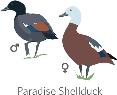 Nearly All Anseriformes Belong To The Family Anatidae, - Duck (400x400), Png Download